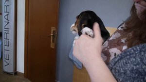 Щенки Бигля 8 недель. Делаем первые прививки!