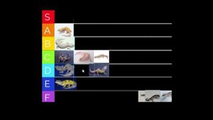Leopard Gecko Morph Tier List! | Ranking Leopard Geckos Morphs!