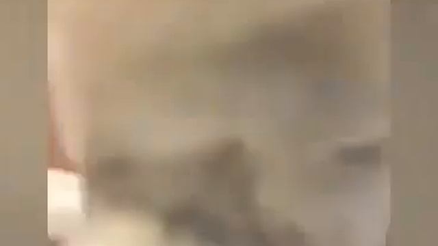 Сборник милых домашних животных и любимых питомцев! Смешное видео про собак и кошек! смотреть онлайн