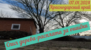 Краснодарский край. Спил дерева - расплата за ошибки(07.01.2024)