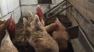 Куры мини мясные палевые .