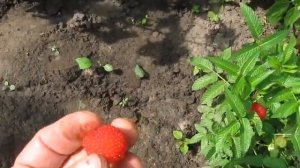 Тибетская розолистная малина мяо мяо.