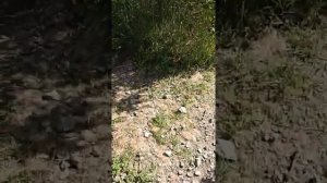 Крым Семеиз, ящерица без ног