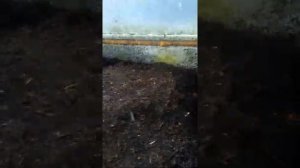 Серебристый тополь.