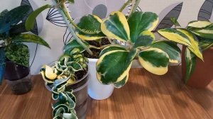 ??Самые медленнорастущие хойи в моей коллекции. Ещё раз о поливе.