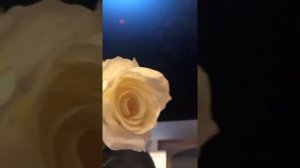 Розы из искусственного шелка(накрахмаленные желатином)