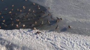 Прогулка по набережной Сити-Центра в Находке. Продолжаем наблюдать за уточками .