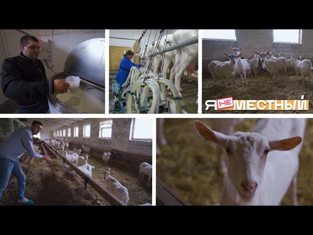 Я не местный. Село Просянка: козы и их диетическое молочко