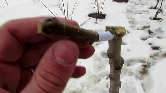 Прививочный секатор - видео всего процесса прививки! смотреть онлайн