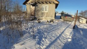 Содержание гусей зимой на даче