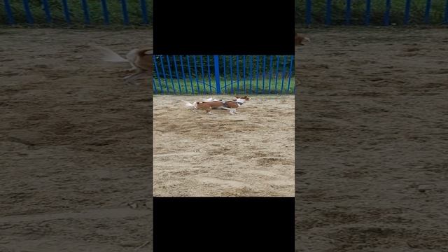 Басенджи Мартин играется с собакой Дворнягой на площадке для выгула собак без поводка.