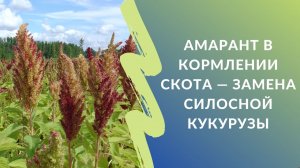 Амарант в кормлении скота - замена силосной кукурузы