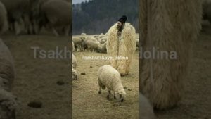 Гульсоват Наврузова - Чабанар. Цахурские песни 2020г. с. Муслах, Рутульский район, Дагестан.