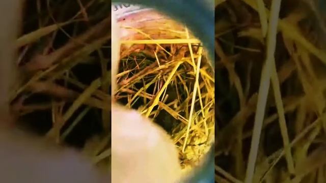 Дикое животное Ласка