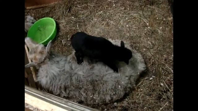 Настрой на жизнь!1 сутки новорожденных овечек смотреть онлайн