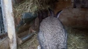 Содержание кроликов зимой