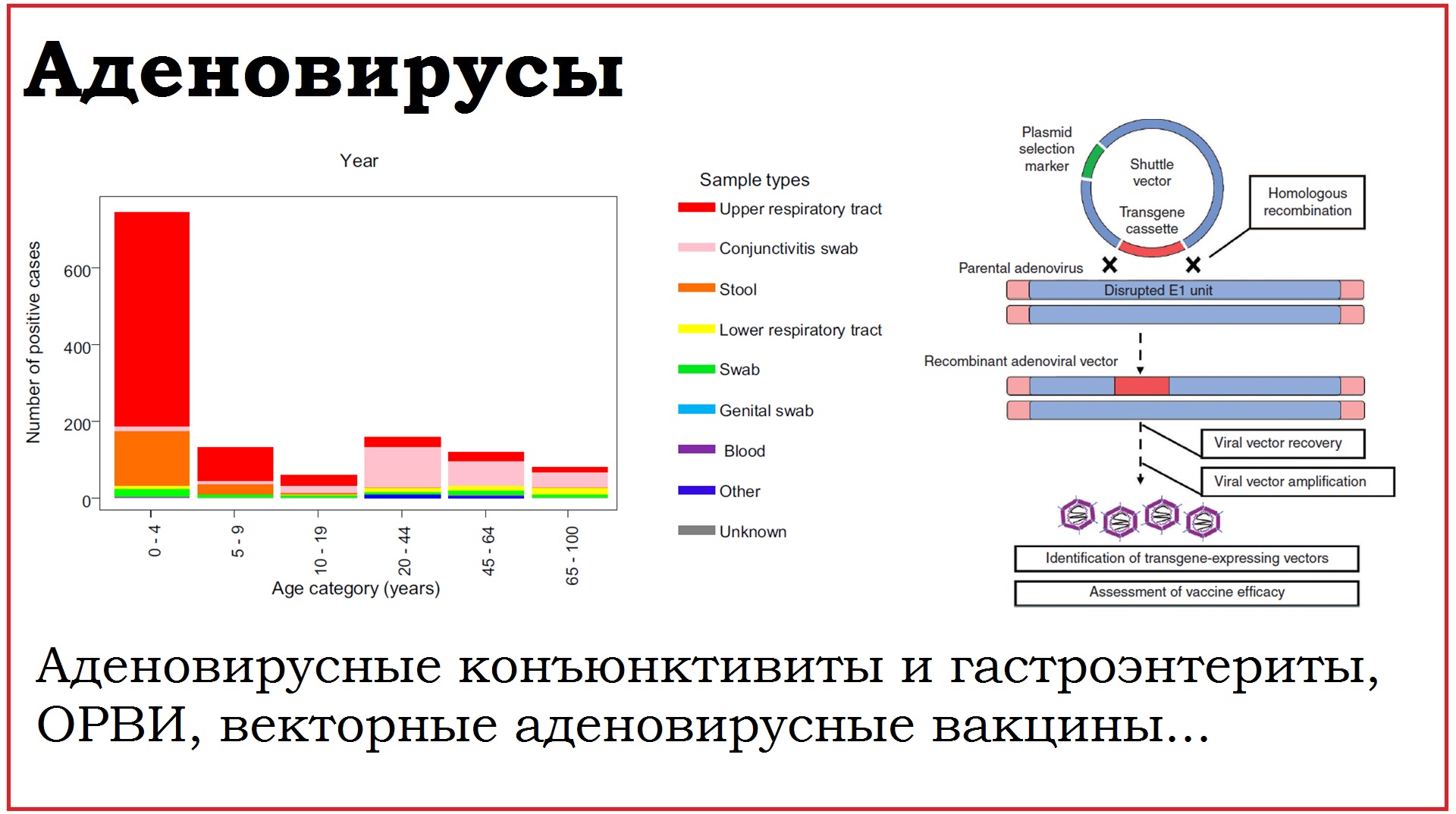 56. Клинически значимые вирусы семейства Adenoviridae