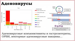 56. Клинически значимые вирусы семейства Adenoviridae