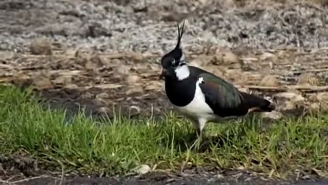 Чибис. Пропитание смотреть онлайн