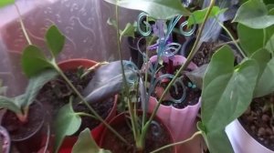 Комнатные цветы