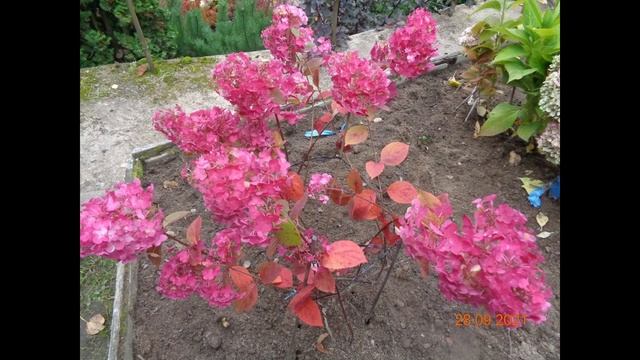 ОБЗОР МЕТЕЛЬЧАТОЙ ГОРТЕНЗИИ-САМАРСКАЯ ЛИДИЯ-2023г смотреть онлайн