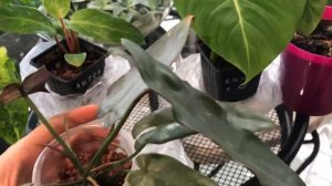 Обзор новинок Филодендрон глориозум клон 2, medisa