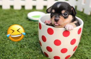 Собака в жизни людей, смешное ?