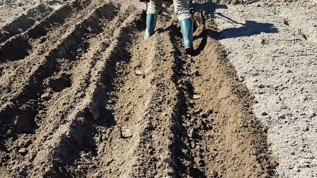 Посадка картошки мотоблоком Форте 1050G смотреть онлайн