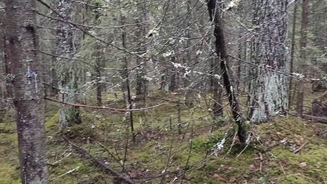 Про елки карельскую березу и биоценоз смотреть онлайн