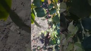 Роза Салита