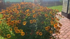 Гелениум (Helenium )многолетний. Цветение в сентябре.