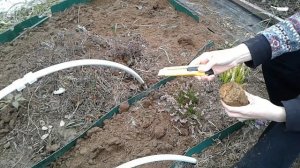 ВЕРЕСКИ В САДУ: САМОЕ ГЛАВНОЕ ЧТО НУЖНО ЗНАТЬ