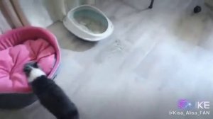 Киска алиска