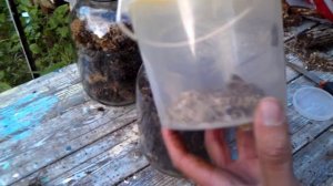 Выращивание восковой моли. Закладка моли