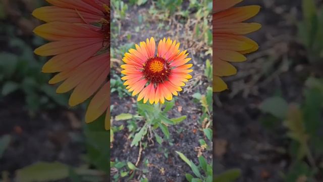 Nature Gerbera - beautiful as the sun. Music for Stress Relief