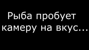 Подводная съемка на озере "Маркаколь"