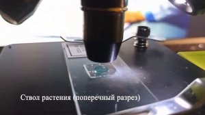 Микромир. Наблюдения в микроскоп Алоэ вера, фитопланктон, ствол растения, речной песок, соль, саха
