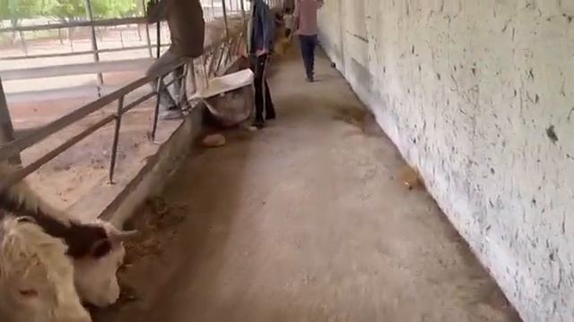 Энг сара зотдор букалар яна Самаркандда!!шошилинг !!99 090 9978.герефорд,Аулиеколь, Ангус букалар!!