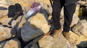 ВЛОГ: ЗИМНЯЯ РЫБАЛКА НА ЧЁРНОМ МОРЕ. ЛОВИМ ФОРЕЛЬ. 2022 год. КУБАНЬ. MZLESHIY