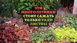 Многолетники, которые стоит сажать только ради листвы.?