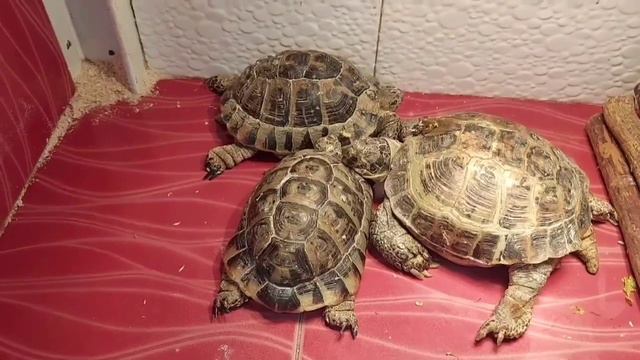 Мастерская экскурсий Марс-тур, Экскурсия на станцию юных натуралистов, г.Новосибирск смотреть онлайн