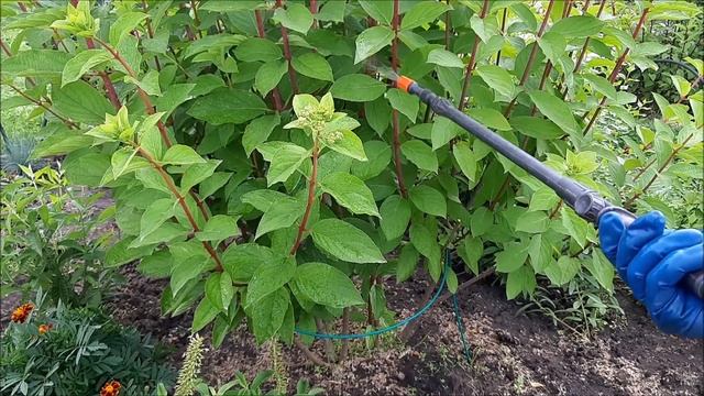 Грибковое заболевание гортензии, чем лечить гортензию смотреть онлайн