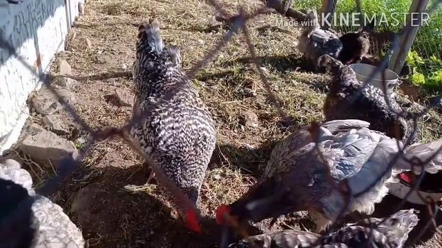 Петух Доминант Петя Джентльмен Какой должен быть петух смотреть онлайн