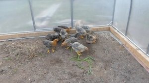 ОГРОМНЫЕ цыплята БИЛЕФЕЛЬДЕР / петушкам и курочкам почти 2 месяца /ВЕС БОЛЬШЕ 1 КГ / Мари Мистик