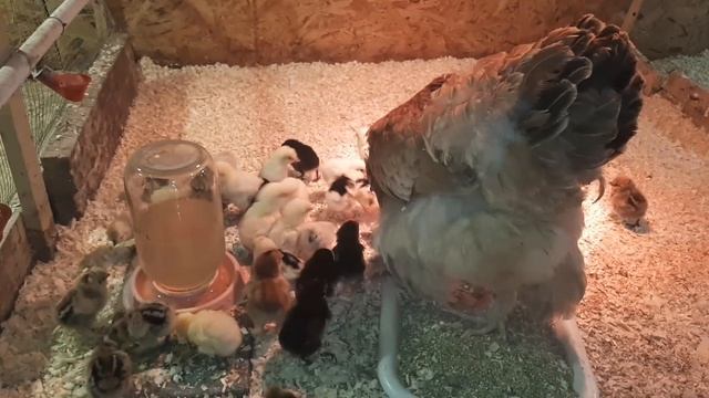 Выращиваем цыплят 4 выпуск. Такое может быть у каждого. смотреть онлайн