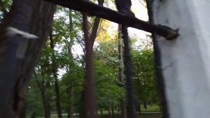 Белки разоряют птичьи гнезда.