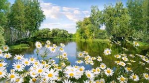 Ромашка  группа" Белый день"