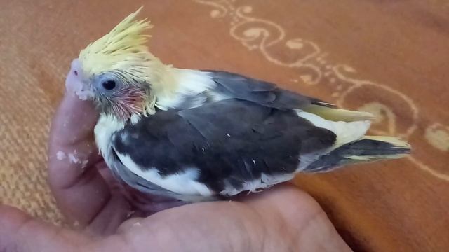 Кормление птенца кореллы