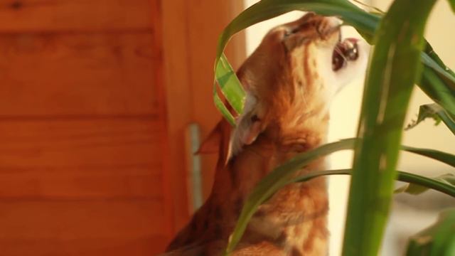 Bengal cat / бенгальский кот смотреть онлайн