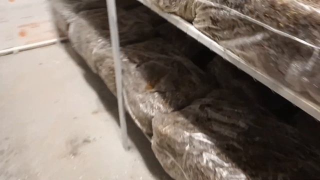 Мой Ученик Рустам и Его Первый Опыт в Бизнесе На Грибах смотреть онлайн